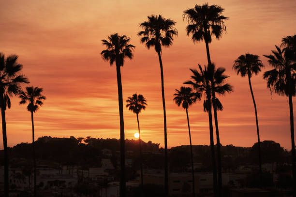 istock california sunset with palm trees 1007957184