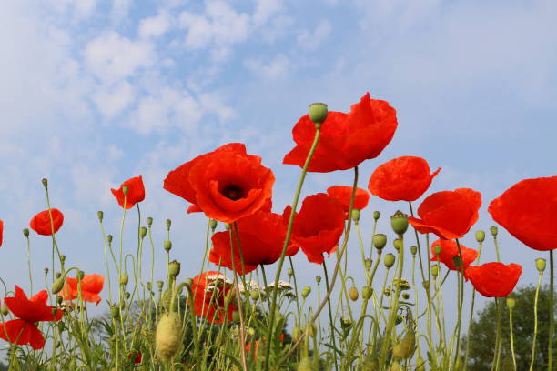 mak polny - poppy field sky sun zdjęcia i obrazy z banku zdjęć