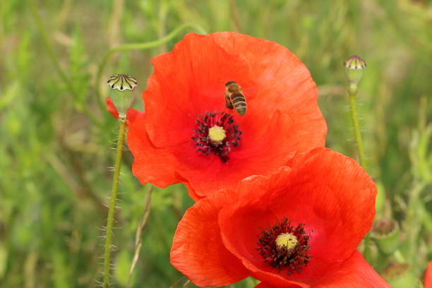 istock Red poppy and a Bee 1007957316
