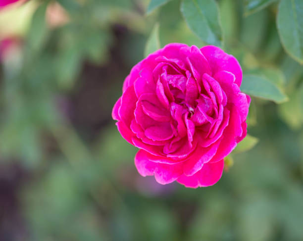 Hot Pink Rose stock photo