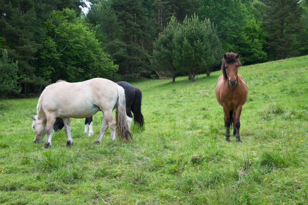 istock Horse grazing in a meadow 1007957754