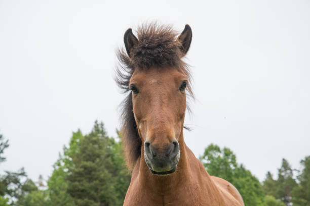 Horse grazing in a meadow in Norway nature