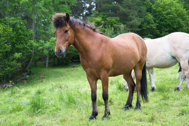 istock Horse grazing in a meadow 1007958192