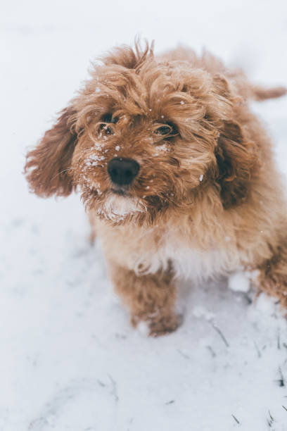 istock Puppy in the snow 1007965218
