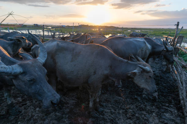 istock Group of buffalo herd sunset moment 1007968286