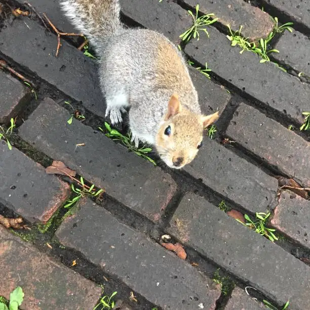 A grey squirrel on bricks