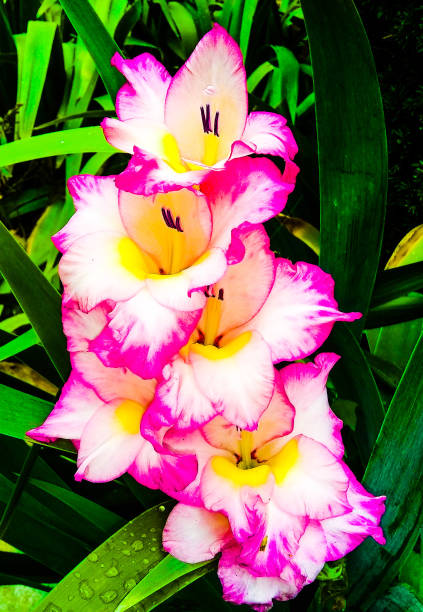 flor de gladiolo en plena floración - belleza del cielo en la tierra - gladiolus single flower flower yellow fotografías e imágenes de stock