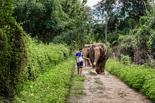 Young man guiding an elephant on a jungle path of Chiang Mai in Thailand