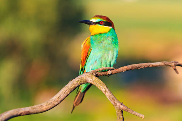 istock Beautiful wild bird on a summer day sits on a branch 1007971138
