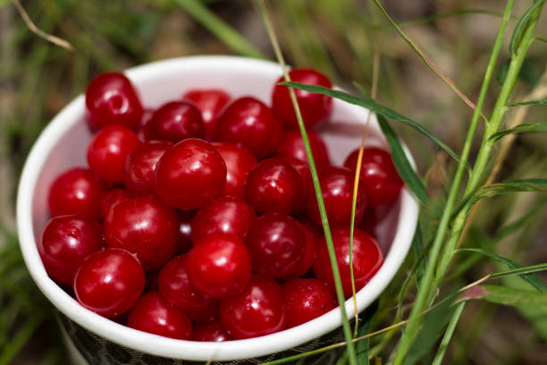Summer red berry fruits in blurred grass background