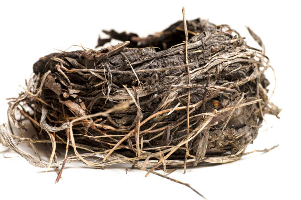 Damaged birds nest isolated on white background
