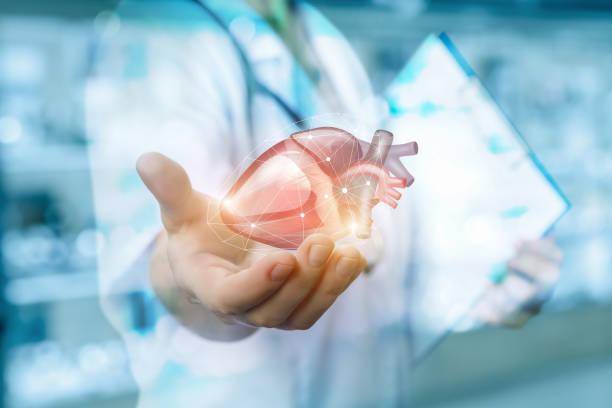 heart mostra un operatore medico. - cuore umano foto e immagini stock