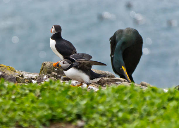 A Shag (cormorant)  in the midground with puffins in the foreground and background.