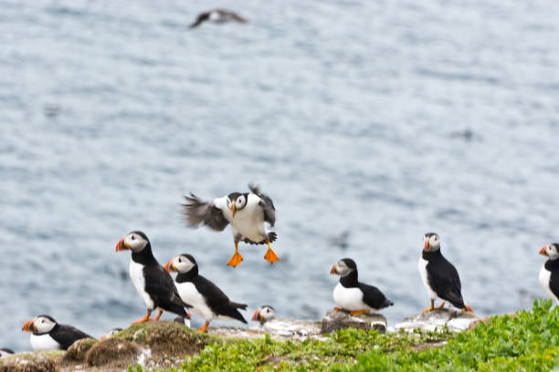 istock Puffin landing on cliff top 1007977714
