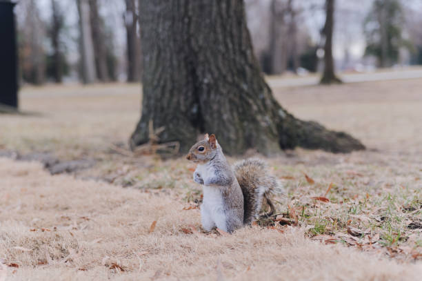 istock Funny American squirrel in park 1007980938