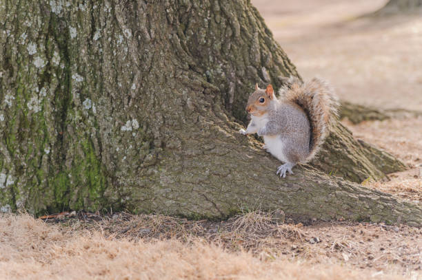 istock Funny American squirrel in park 1007980990