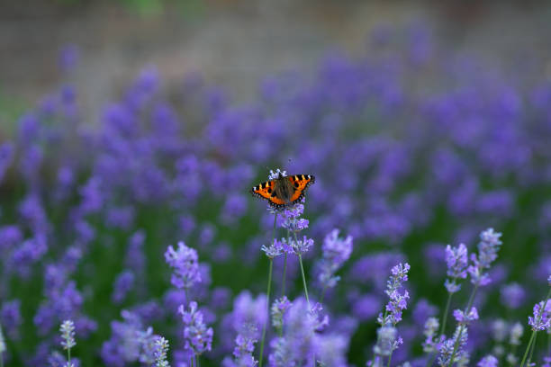 close up of a Red Admiral Butterfly, (vanessa atlanta) settled on a purple lavender flower amongst a large group of violet coloured blooms fading into the distance