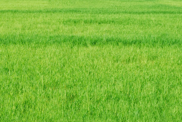 istock Green rice field as background, wallpaper 1007984364