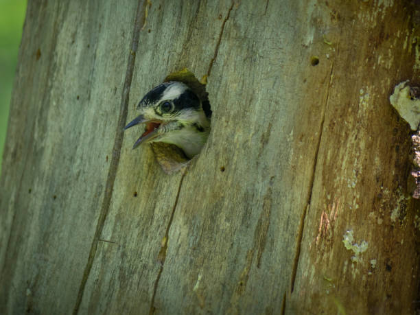 istock Baby woodpecker in a tree hole 1007987186