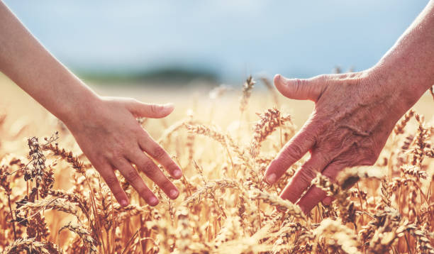 mani nel campo di grano. vendemmia, stile di vita, concetto familiare - seed human hand wheat cereal plant foto e immagini stock
