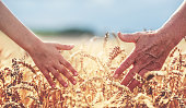 Hands in the wheat field. Harvest, lifestyle, family concept