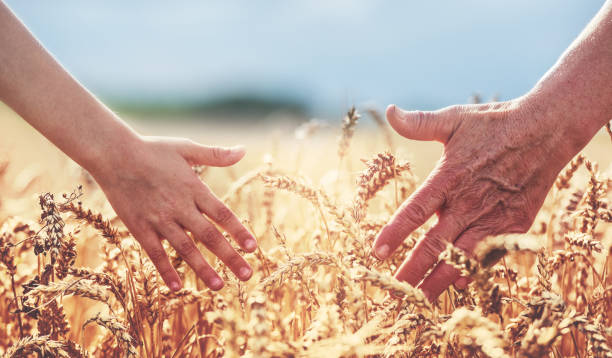 mãos no campo de trigo. colheita, estilo de vida, conceito de família - grain ear - fotografias e filmes do acervo