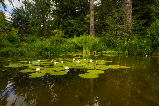 lake infested with water lilies occupying almost everything with other plants surrounding it. dark and calm lake