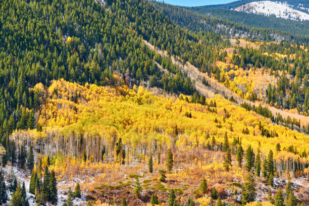 istock Aspen grove at autumn in Rocky Mountains 1007997088