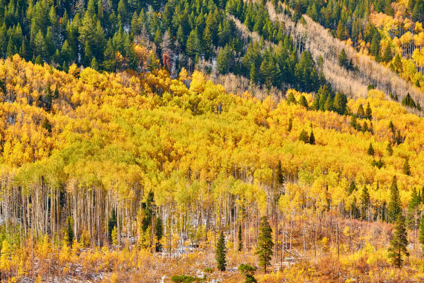istock Aspen grove at autumn in Rocky Mountains 1007997656