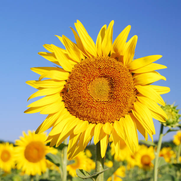 istock sunflowers in the field in summer 1008000802