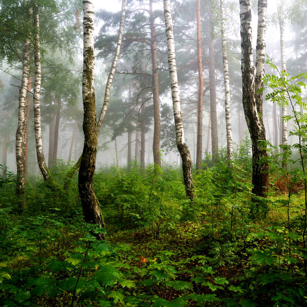 istock a north forest in fog. Latvia 1008000838
