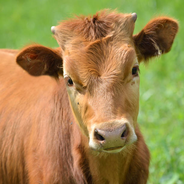 istock calf portrait at the green filed 1008000848