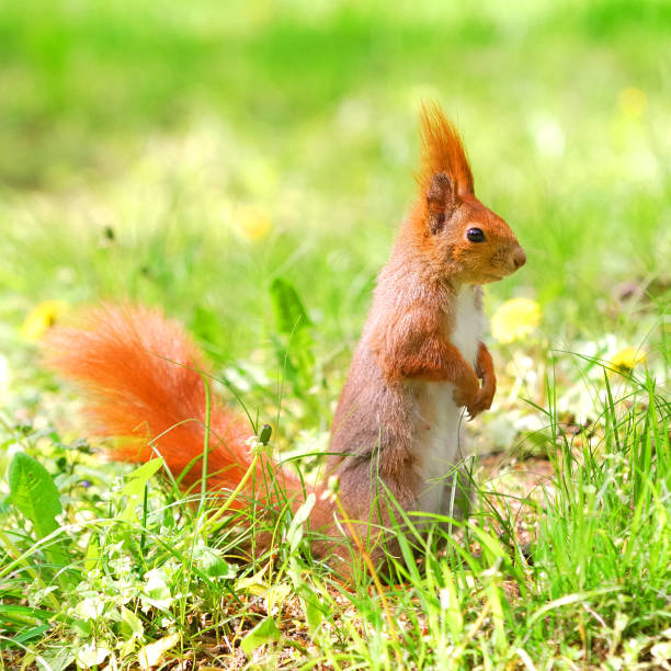 istock cute orange squirrel standing on the grass with flowers 1008000864