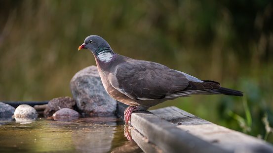 The Common Wood Pigeon (Columba palumbus) perching, in profile  at the waterhole with low sidelight and a nice defocused background, july in Uppland, Sweden