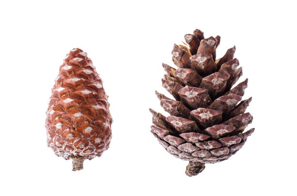 istock Many brown color natural dry pine cones on white background 1008001370