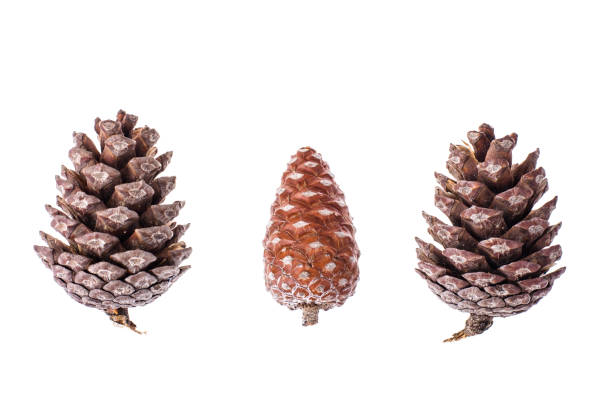 istock Many brown color natural dry pine cones on white background 1008001448