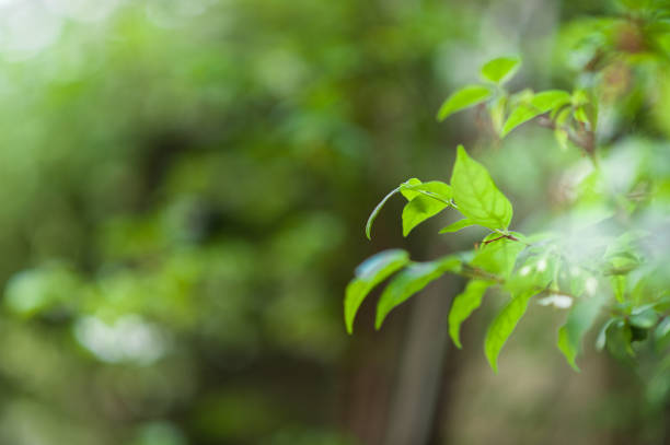 istock White flowers and green leaves 1008001640