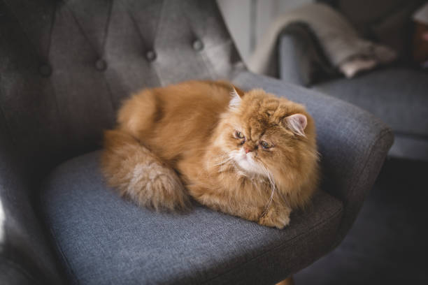 istock Beautiful Persian cat on an armchair 1008001912