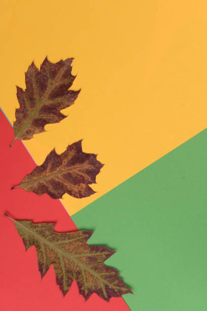 istock Autumnal colorful background 1008005238