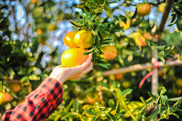 istock Oranges in our garden 1008005360