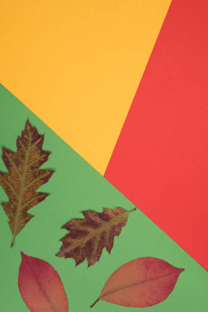 istock Autumnal colorful background 1008005788