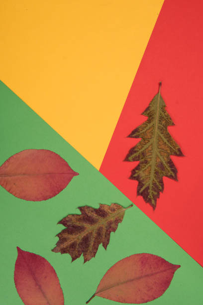 istock Autumnal colorful background 1008005844