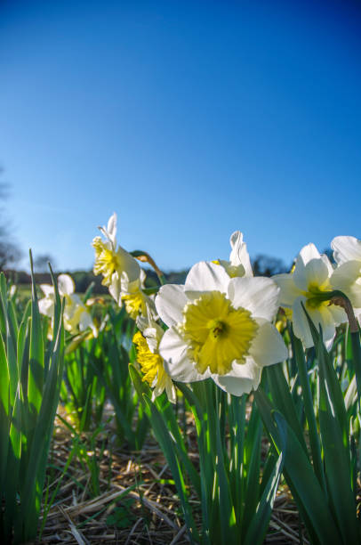 istock Dafodil Bulbs in Full Bloom Against a Brilliant Blue Sky 1008005984