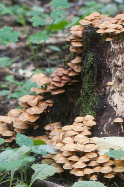 istock Sheathed woodtuft on an old stump 1008015870