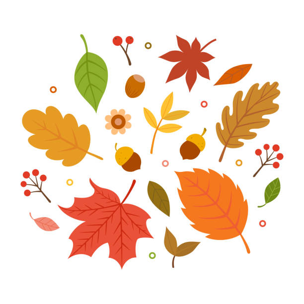 ilustraciones, imágenes clip art, dibujos animados e iconos de stock de sistema aislado sobre fondo blanco las hojas de otoño - otoño ilustraciones