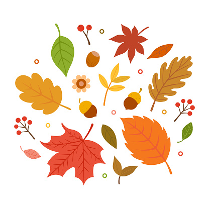 autumn,nature,leaf,acorn,maple,forest,tree,season,flower,decoration,icon,design,element