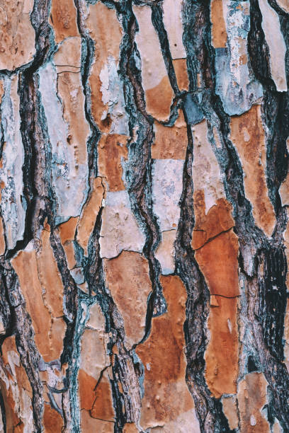 Tree bark detail stock photo