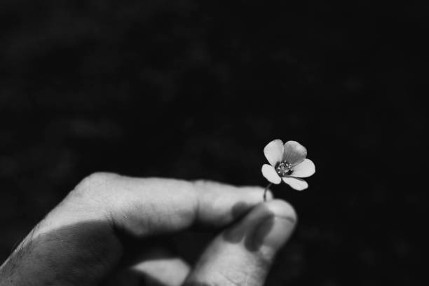 Holding small flower with fingers in black and white stock photo