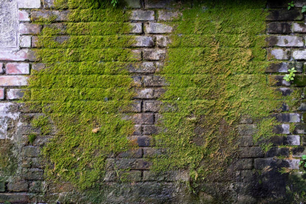 Brick wall with moss growing due to moisture stock photo