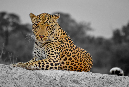 Leopard sitting up on sand bank in the wild.